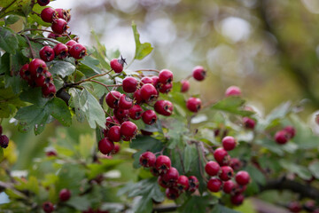 A branch with numerous vibrant red berries and green leaves is featured in a close-up shot.