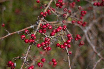 Bright red berries cling to thorny branches against a soft green background, highlighting the plant's vibrant autumn or winter fruits.