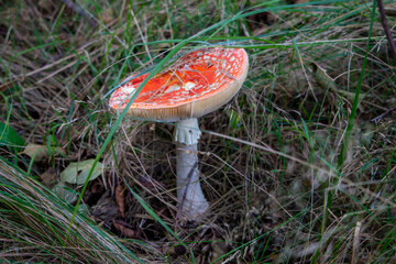 A vibrant red and white mushroom with a partially broken cap stands tall amidst a bed of green and dried grass in a natural woodland setting.