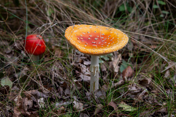 An orange-red mushroom with white spots stands tall among dry grass and fallen leaves, with a smaller red mushroom in the soft background.