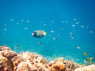タテジマキンチャクダイ, Emperor angelfish, Pomacanthus imperator, キンチャクダイ科,
美しいサンゴ礁と熱帯魚の群れ。
沖縄県島尻郡慶良間諸島座間味島安室島-2025
この日はサンゴの産卵があり、よく見ると卵が漂っている。
