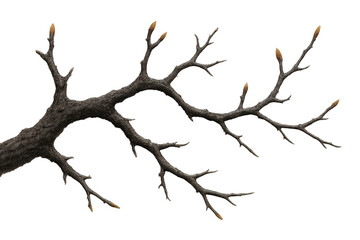 Tree branch with buds showing signs of spring