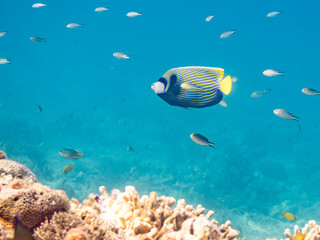タテジマキンチャクダイ, Emperor angelfish, Pomacanthus imperator, キンチャクダイ科,
美しいサンゴ礁と熱帯魚の群れ。
沖縄県島尻郡慶良間諸島座間味島安室島-2025
この日はサンゴの産卵があり、よく見ると卵が漂っている。
