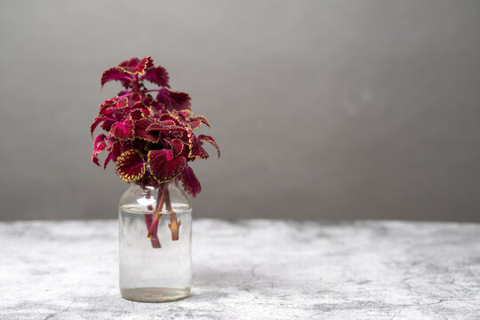 Propagating Coleus plants in water. saving plant over winter. Overwintering annual plants indoor.  Plant cuttings in water. 