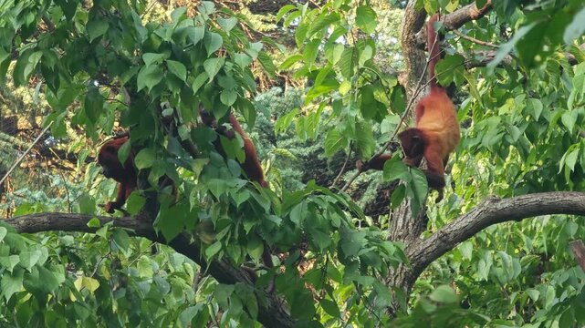 group of Alouatta seniculus playing  on the tree in the zoo