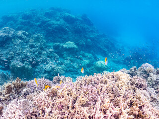 トゲチョウチョウウオの群れ, Threadfin Butterflyfish, Chaetodon Auriga, チョウチョウウオ科,
美しいサンゴ礁と熱帯魚の群れ。
沖縄県島尻郡慶良間諸島座間味島安室島-2025
この日はサンゴの産卵があり、よく見ると卵が漂っている。
