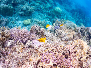 トゲチョウチョウウオの群れ, Threadfin Butterflyfish, Chaetodon Auriga, チョウチョウウオ科,
美しいサンゴ礁と熱帯魚の群れ。
沖縄県島尻郡慶良間諸島座間味島安室島-2025
この日はサンゴの産卵があり、よく見ると卵が漂っている。
