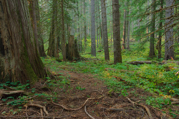 Obraz premium Calm Forest Path With Lush Green Understory and Sunlight Filtering Through Trees Kootenai National Forest in Montana. Tall trees, rich green undergrowth, and dappled sunlight breaking through the cano