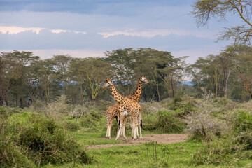 Two giraffes (Giraffa camelopardalis) standing in the bush in Lake Nakuru National Park Kenya. © Joao Vieira