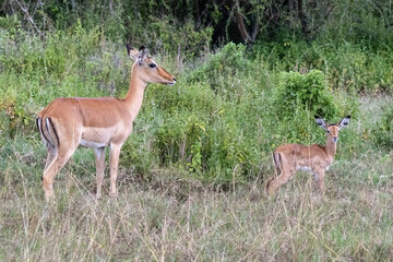 A female impala (Aepyceros melampus) and her young calf stand alert in the dense savanna bush