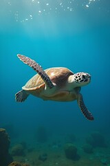 Obraz premium Chelonia mydas -Green sea turtle from the island of Cyprus ocean, water, diving, sea, turtle, reef, underwater