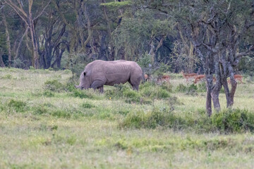 White rhinoceros (Ceratotherium simum) grazing on the savanna grass alongside a group of impala...