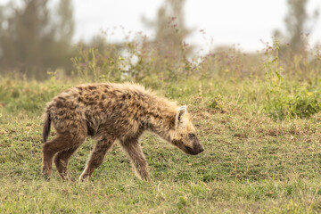 Fototapeta premium Spotted Hyena cub (Crocuta crocuta) walking through the short grass savanna in Lake Nakuru National Park