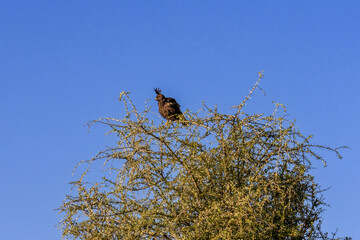 Long-crested Eagle (Lophaetus occipitalis) perched atop a thorny acacia tree against a clear blue sky in Lake Nakuru National Park