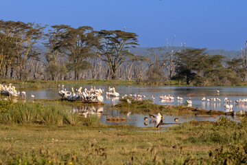 Large flock of Great White Pelicans (Pelecanus onocrotalus) resting along the muddy marshy shoreline of Lake Nakuru National Park in Kenya