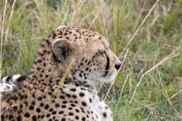 A cheetah (Acinonyx jubatus) resting in a close-up profile view in the tall grass of the Masai Mara National Reserve, Kenya