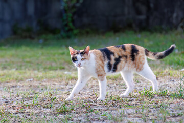 島の守り神の美しい猫たち。
沖縄県島尻郡慶良間諸島座間味島-2025
沖縄本島から40km西方にある諸島。
大小30以上の島々からなる島嶼群は全体が国立公園に指定されている。
珊瑚礁の海、白い砂浜、緑の山地は世界屈指の美しさ。
多くの貴重な動植物が生息している。

