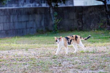 島の守り神の美しい猫たち。
沖縄県島尻郡慶良間諸島座間味島-2025
沖縄本島から40km西方にある諸島。
大小30以上の島々からなる島嶼群は全体が国立公園に指定されている。
珊瑚礁の海、白い砂浜、緑の山地は世界屈指の美しさ。
多くの貴重な動植物が生息している。
