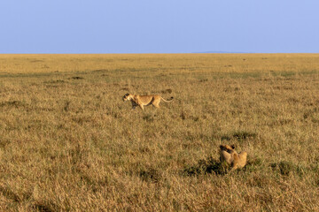 A lioness (Panthera leo) walking while her cub crouches in the tall dry grass of the savannah