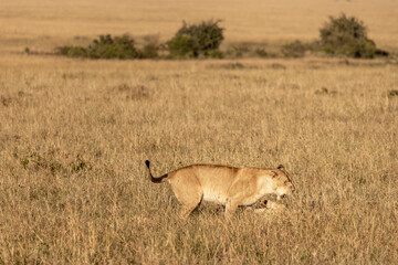 Lioness (Panthera leo) playing with her cub in the dry grass savanna of Maasai Mara National Reserve