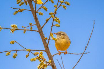 Silver bird perched on a flowering bush