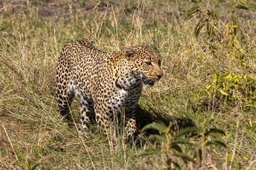 A magnificent leopard (Panthera pardus) is seen walking through tall grass in Maasai Mara National Reserve, Kenya