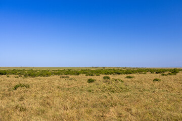 Fototapeta premium Vast savanna landscape with golden dry grass and green bush under a clear blue sky in Maasai Mara National Reserve