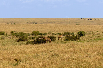 Two giraffes (Giraffa camelopardalis) browsing on low shrubs in the dry savanna of Maasai Mara National Reserve Kenya © Joao Vieira