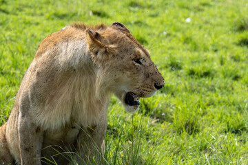 Young male African lion (Panthera leo) sitting in the short green grass of the Maasai Mara National Reserve in Kenya