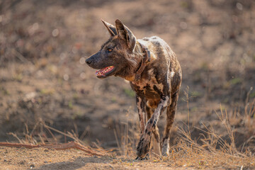African wild Dog - Painted Wolf