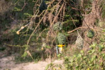 A male Eastern Golden Weaver (Ploceus subaureus) actively building its intricate woven grass nest hanging from a tree branch