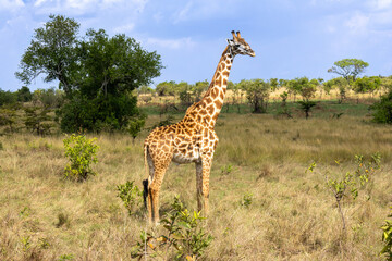 Maasai giraffe (Giraffa tippelskirchi) stands alert in the dry grass of Serengeti National Park Tanzania