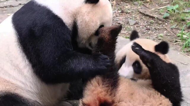 Happy Moment of Mother Panda and her Cubbies, China