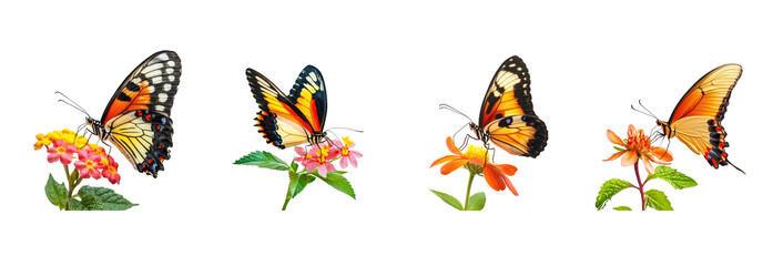 Fototapeta premium Collection of Butterfly feeding Extends proboscis to sip nectar from flowers. full length isolate on transparent background