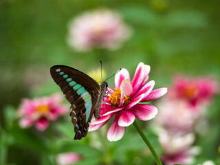 花に舞うアオスジアゲハのひととき
