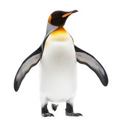 Penguin shaking A penguin shakes its body to dry off or remove water from its feathers. full length isolate on transparent background