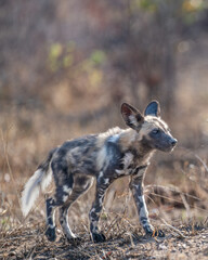 African Painted Wolf striding  on a raised  mound