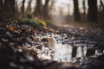 Close up of waterlogged forest floor with reflections fallen leaves soft morning light muddy path tranquil atmosphere autumn nature outdoor woodland scene