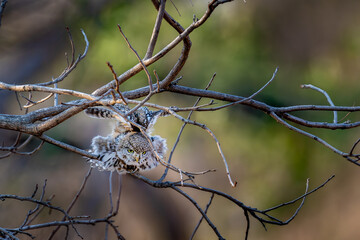 little outlet peeking out from among the branches of a dead bush