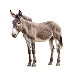 Obraz premium Donkey standing A donkey stands firmly with its head slightly lowered and ears perked up. full length isolate on transparent background