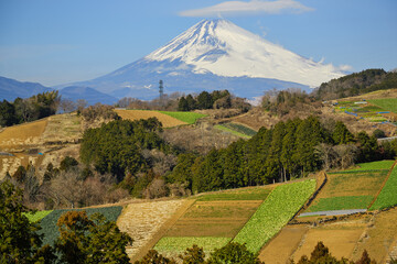 箱根西麓の野菜畑と富士山