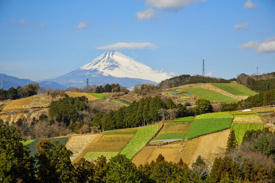箱根西麓の野菜畑と富士山
