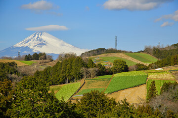 箱根西麓の野菜畑と富士山