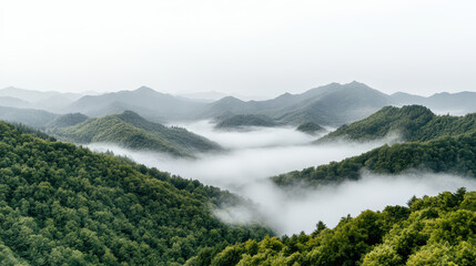 Fototapeta premium Lush green hills surrounded by soft white fog create serene landscape. mist gently envelops