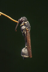 a potter wasp of the genus Eumenes or Parancistrocerus. This wasp belongs to the Eumeninae subfamily, which is often called potter wasps because of their habit of building nests shaped like jugs out 
