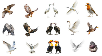 Obraz premium Collection of Falcon circling A falcon circles high in the sky, scanning the ground for prey. full length isolate on transparent background