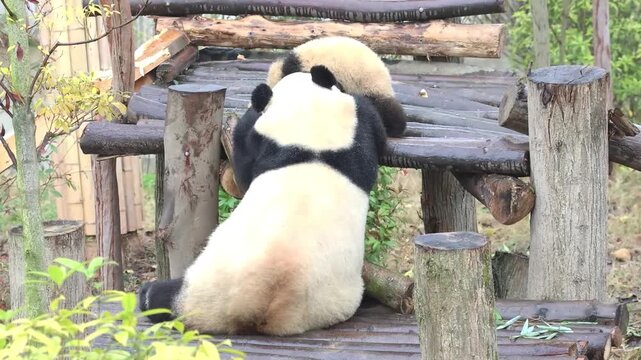 Happy Moment of Mother Panda and her Cubbies, China