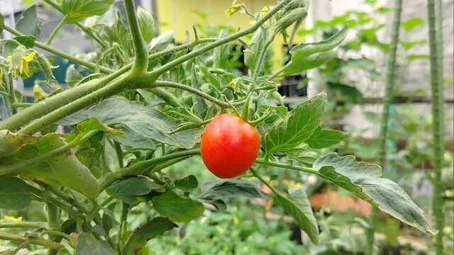 Close up of a ripe red cherry tomato on a branch on a tree with brightly colored leaves.