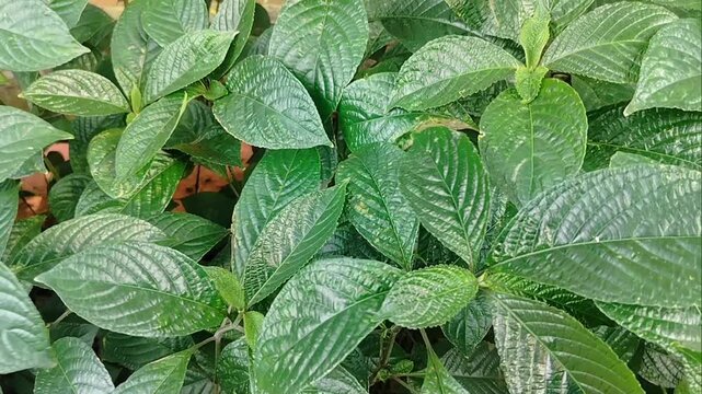 Background of Strobilanthes crispus leaves and twigs blowing in the wind.
