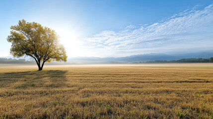 Fototapeta premium Serene landscape featuring lone tree golden field clear blue sky. Morning mist adds tranquil